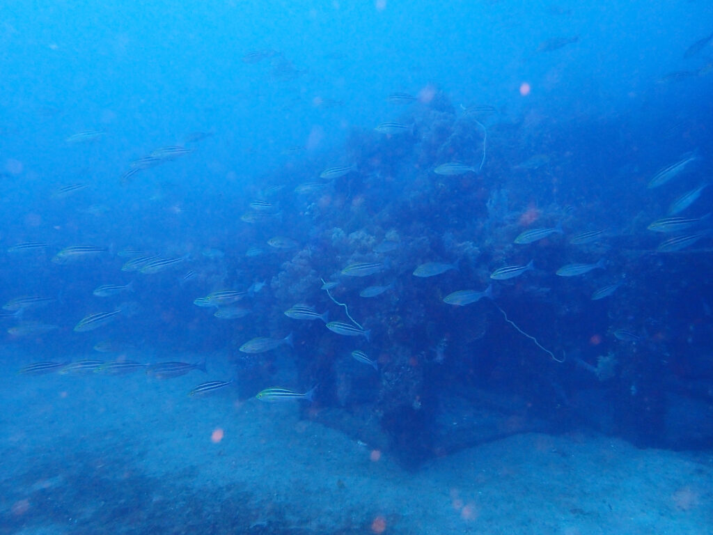 土肥ダイビング　八木沢沖魚礁