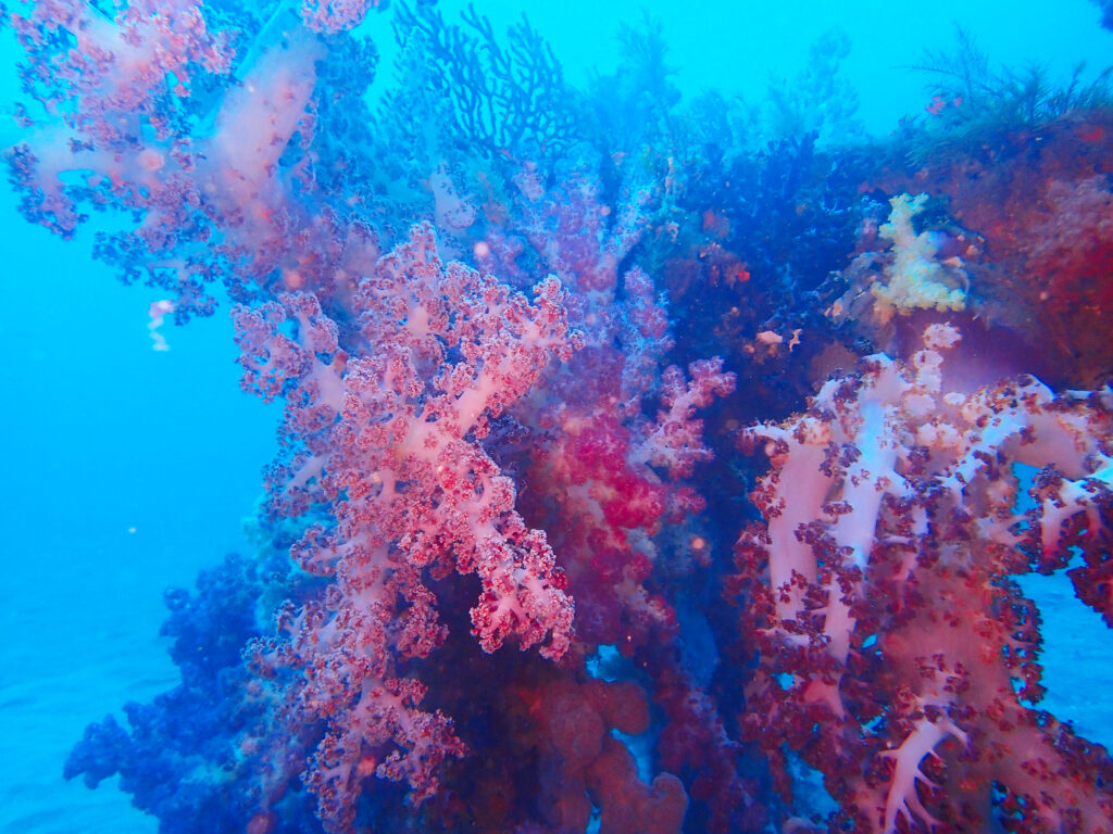 土肥ダイビング　八木沢沖魚礁