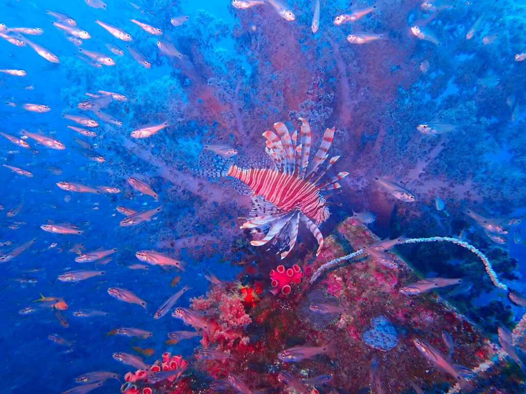 土肥ダイビング　八木沢沖魚礁