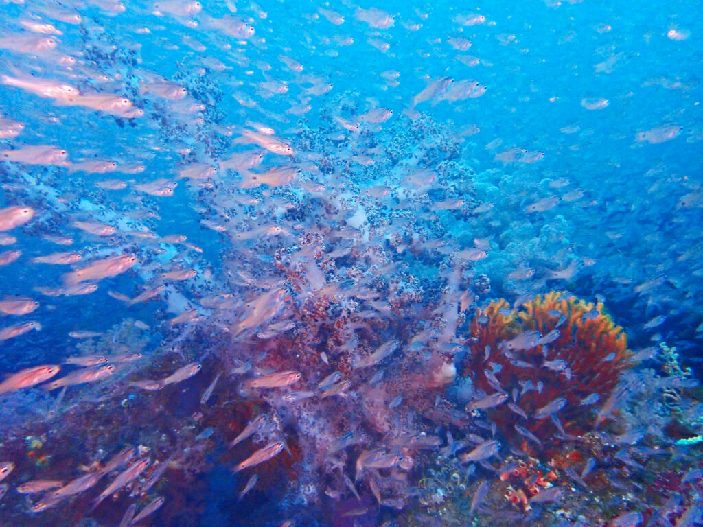 土肥ダイビング　八木沢沖魚礁