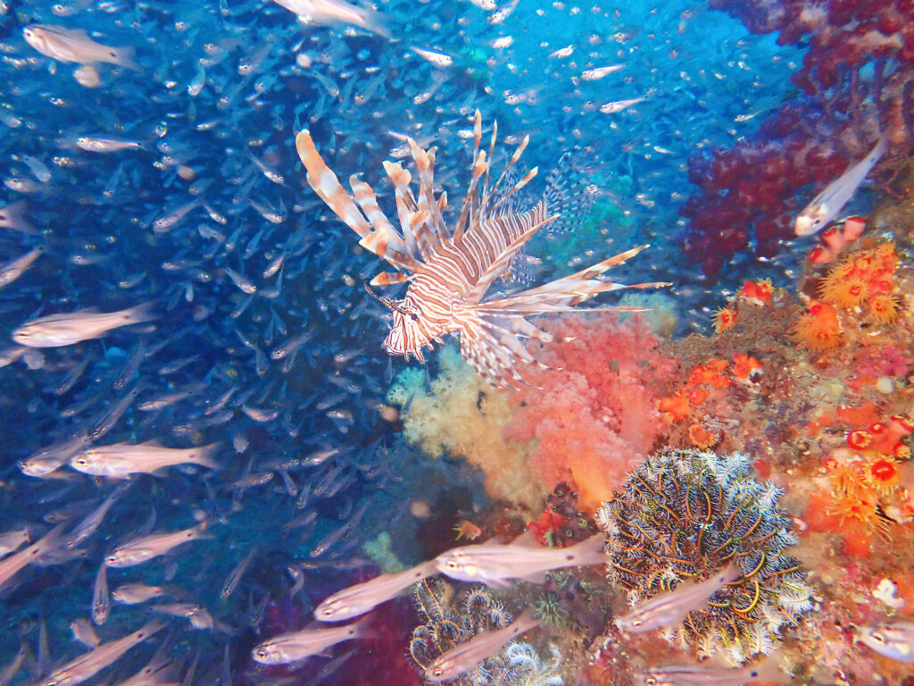 土肥ダイビング　八木沢沖魚礁