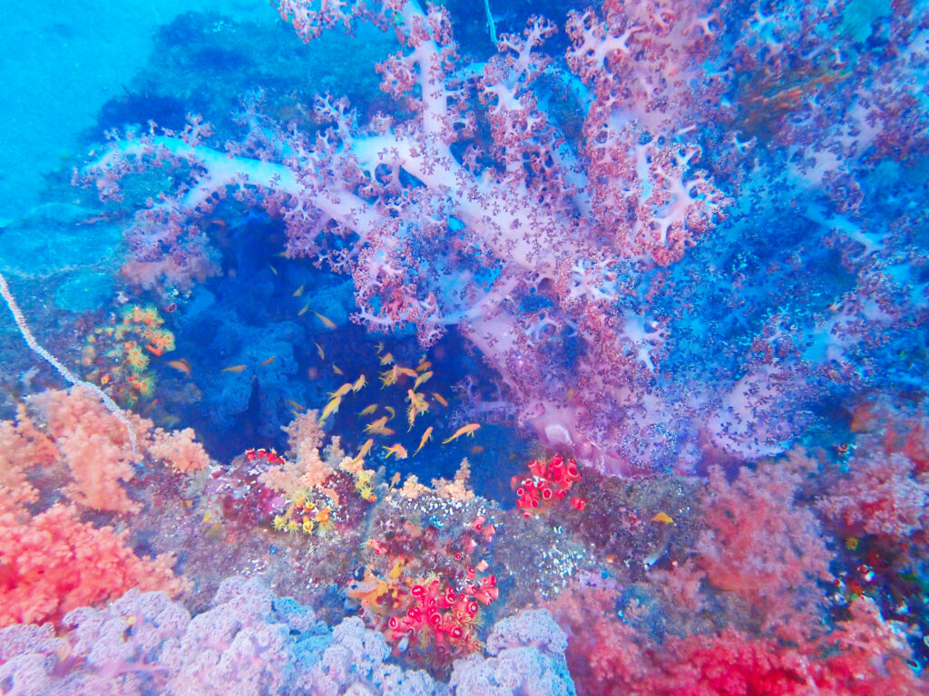 土肥ダイビング　八木沢沖魚礁