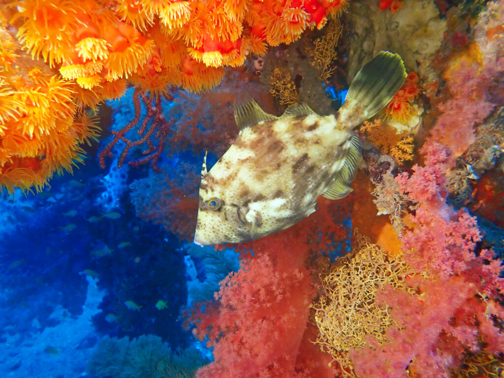 土肥ダイビング　八木沢沖魚礁