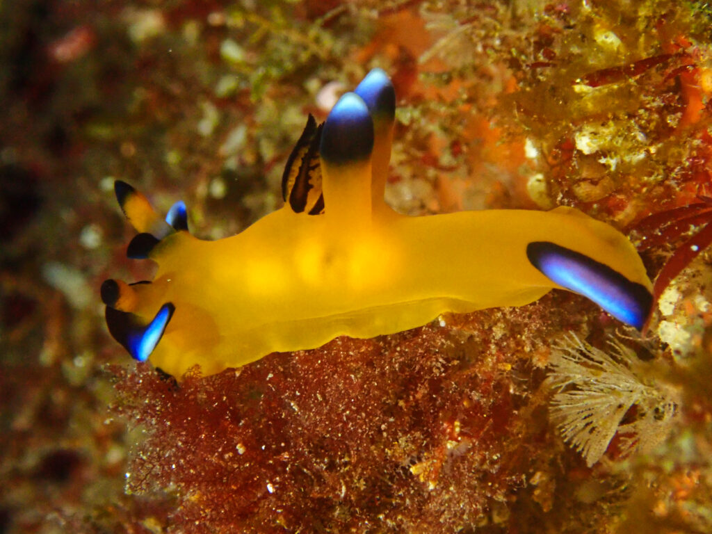 土肥ダイビング　八木沢沖魚礁