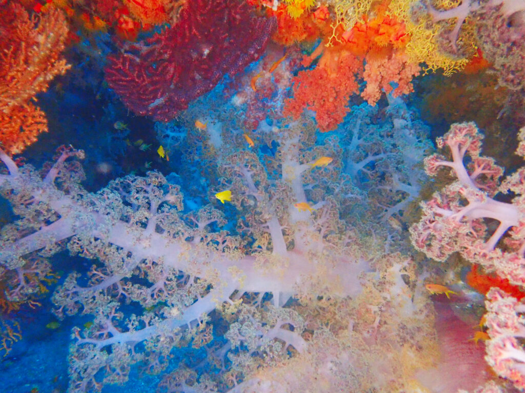 土肥ダイビング　八木沢沖魚礁