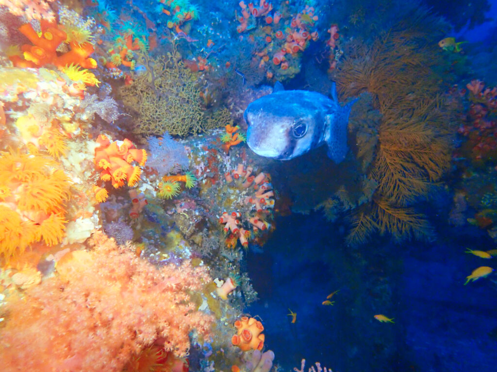 土肥ダイビング　八木沢沖魚礁