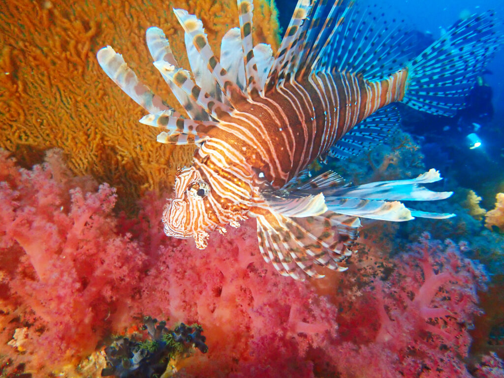 土肥ダイビング　八木沢沖魚礁