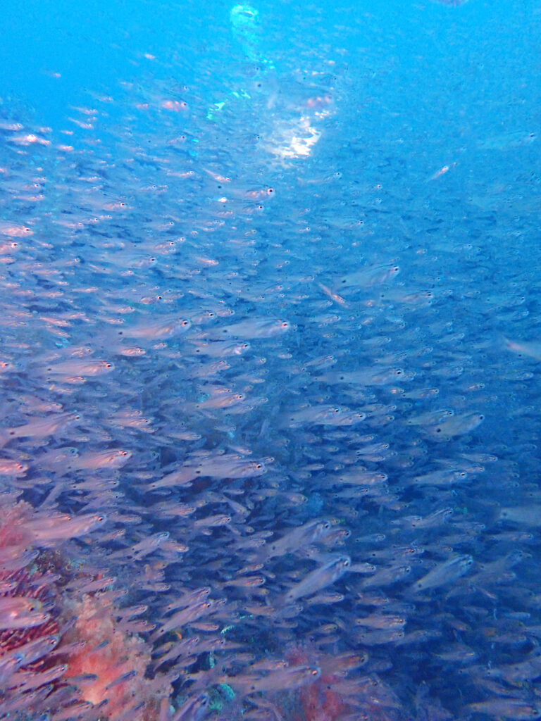 土肥ダイビング　八木沢沖魚礁