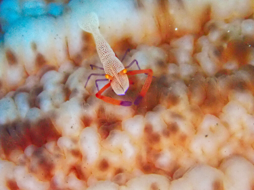 土肥ダイビング　八木沢沖魚礁