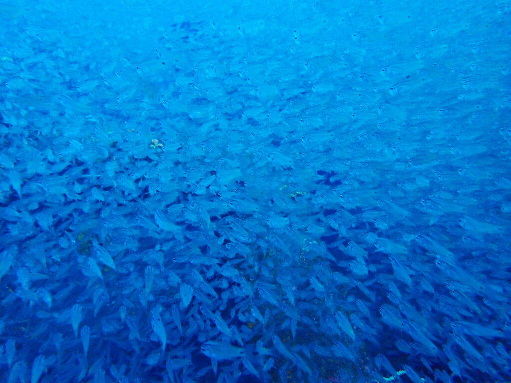 土肥ダイビング　八木沢沖魚礁