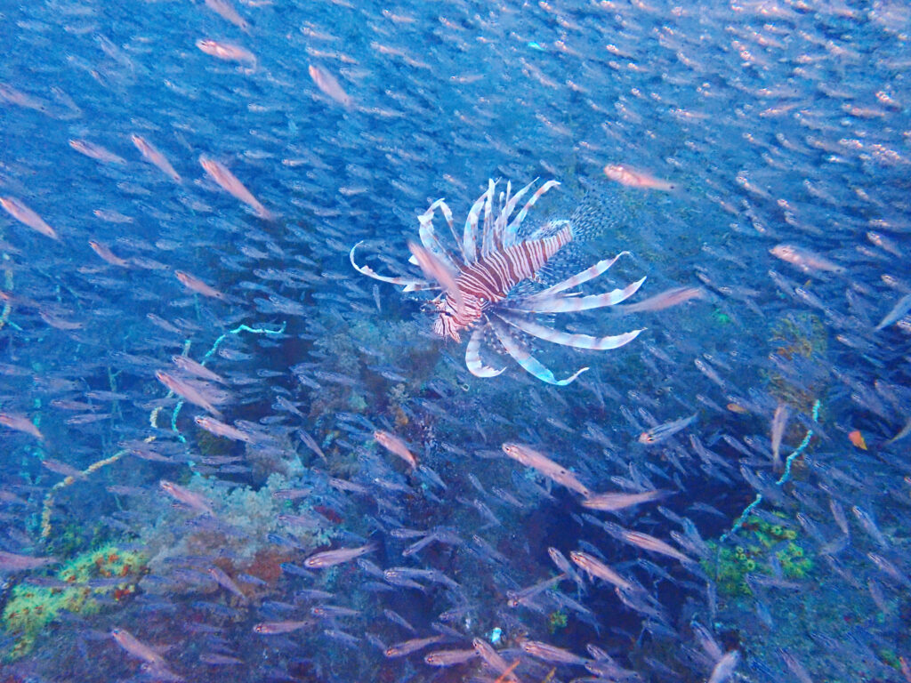 土肥ダイビング　八木沢沖魚礁