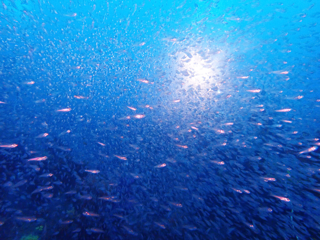 土肥ダイビング　八木沢沖魚礁