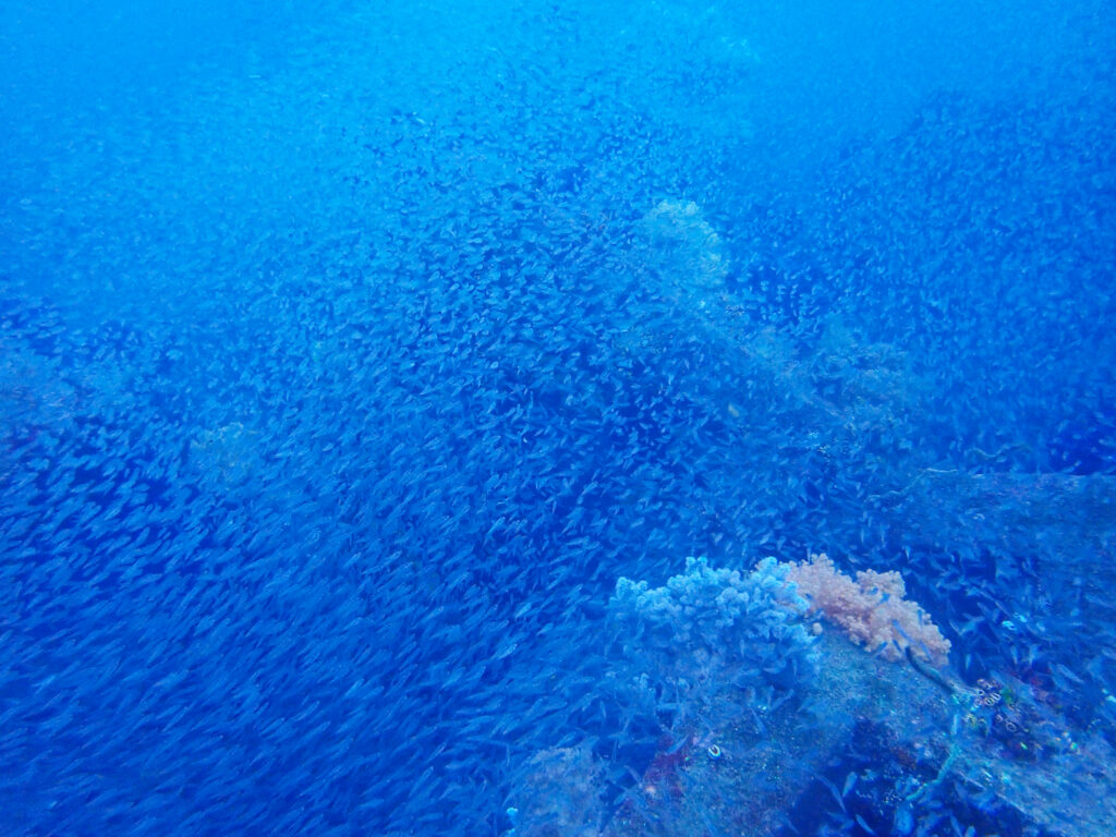 土肥ダイビング　八木沢沖魚礁