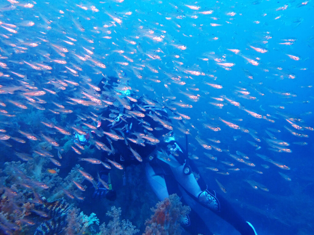 土肥ダイビング　八木沢沖魚礁