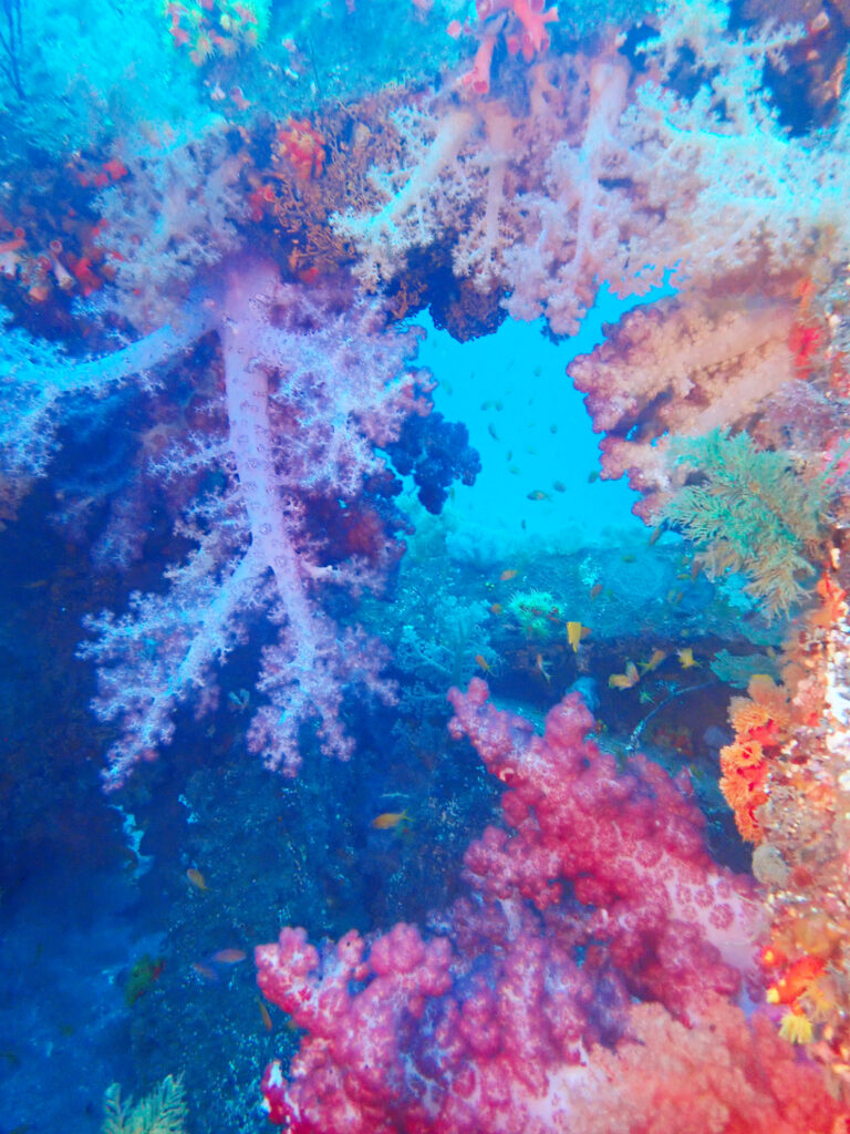 土肥ダイビング　八木沢沖魚礁