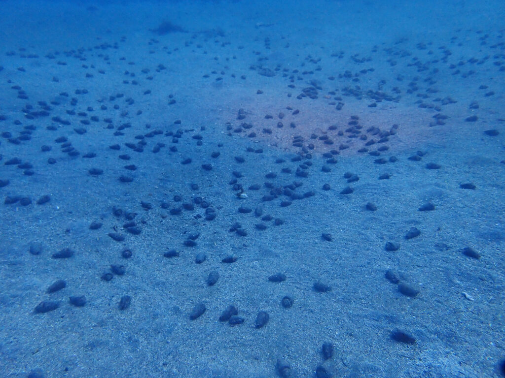 土肥ダイビング　通り崎　マガキガイ