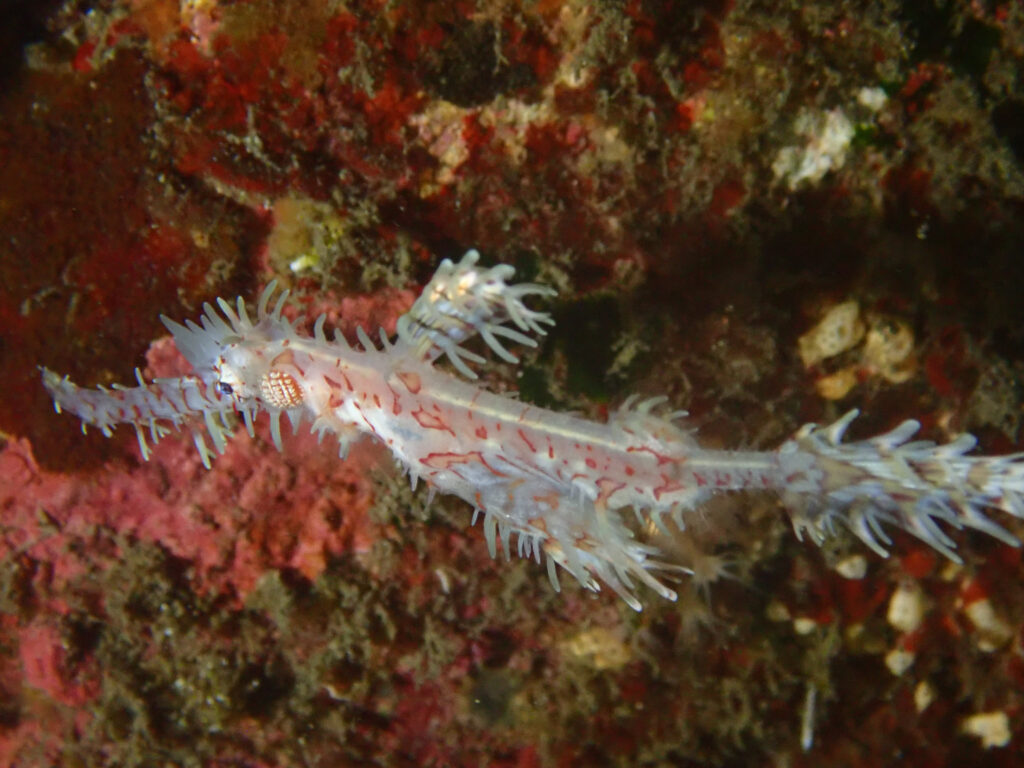 土肥ダイビング　通り崎　ニシキフウライウオ