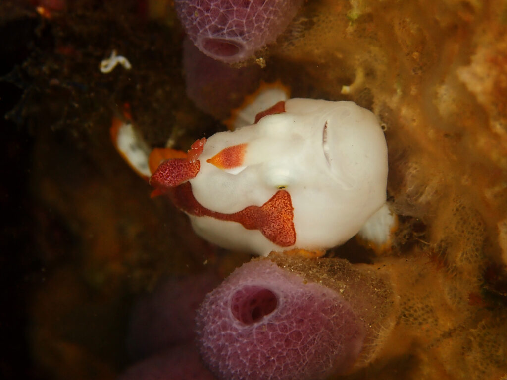 土肥ダイビング　通り崎　クマドリカエルアンコウ