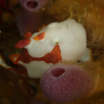 土肥ダイビング　通り崎ビーチ　クマドリカエルアンコウ