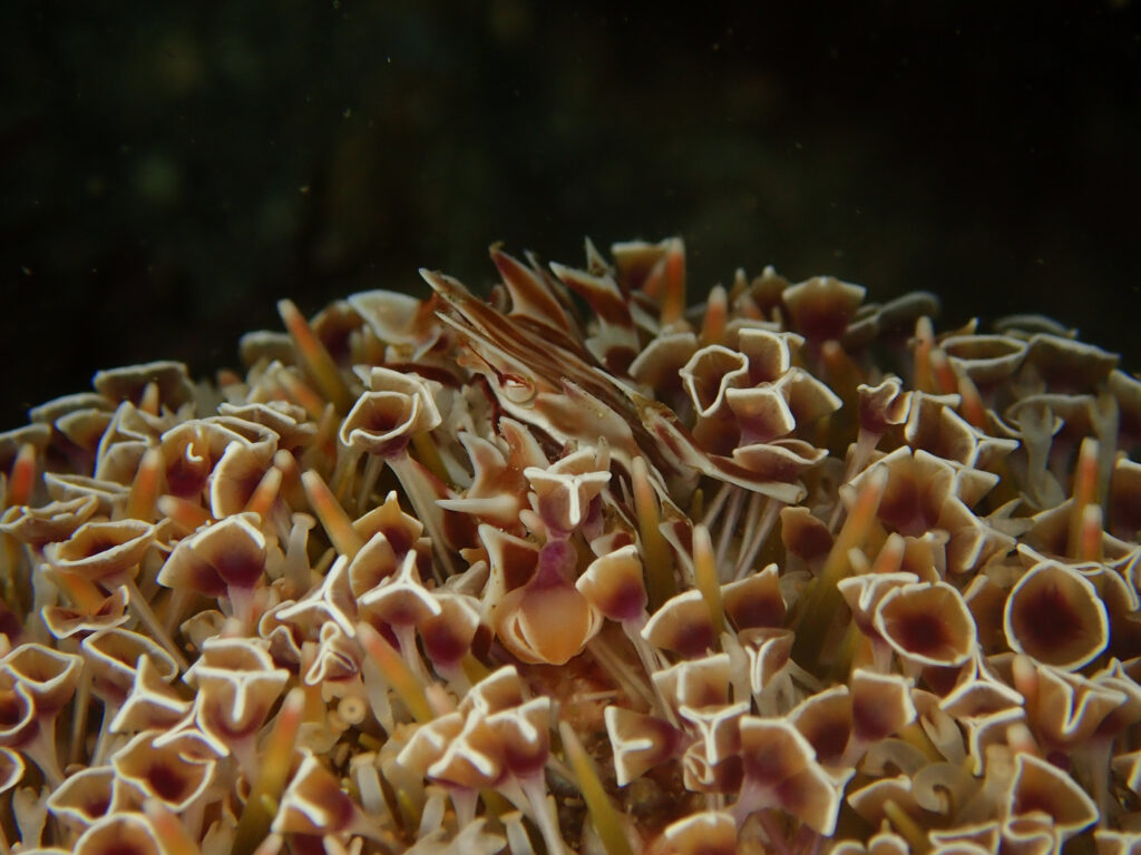 土肥ダイビング　通り崎　ゼブラガニ