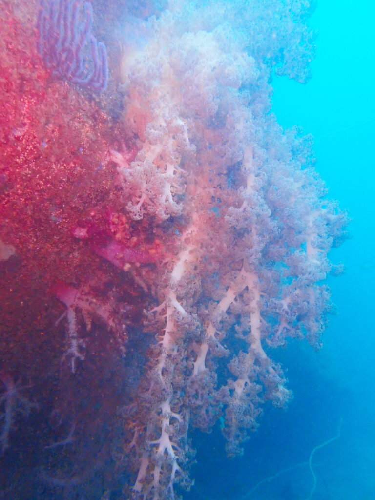 土肥ダイビング　通り崎沈船　大型沈船