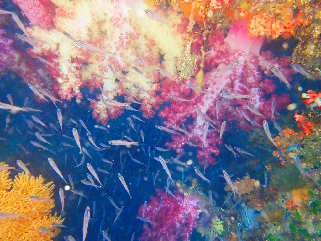 土肥ダイビング　八木沢沖魚礁