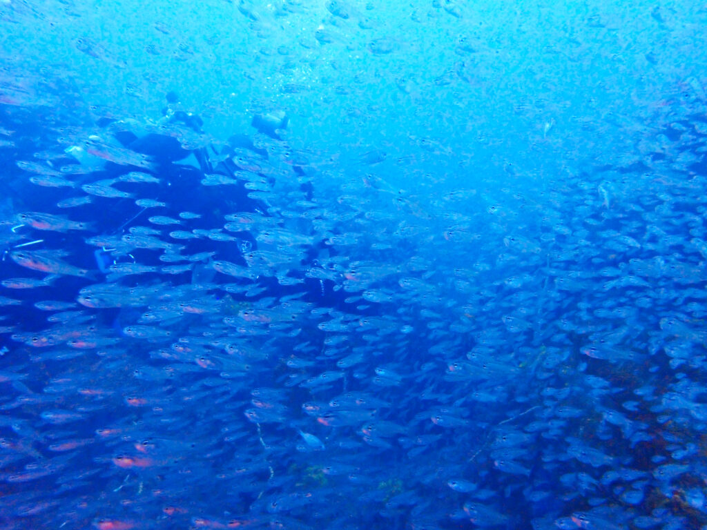 土肥ダイビング　八木沢沖魚礁　