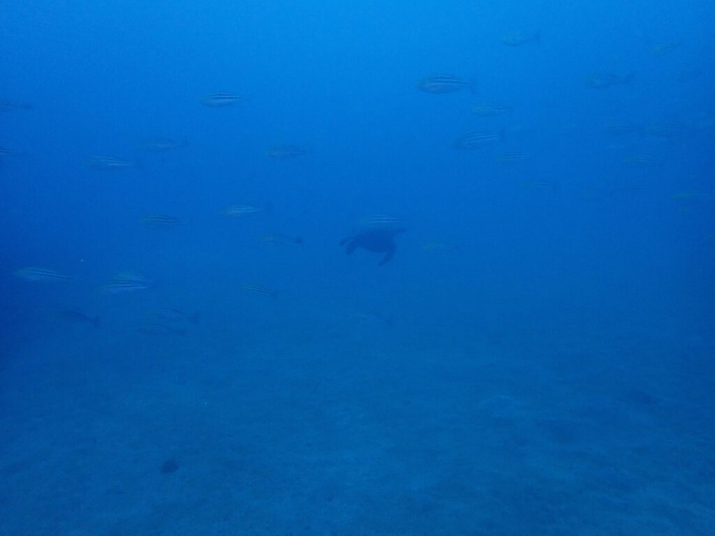 土肥ダイビング　八木沢沖魚礁　ウミガメ