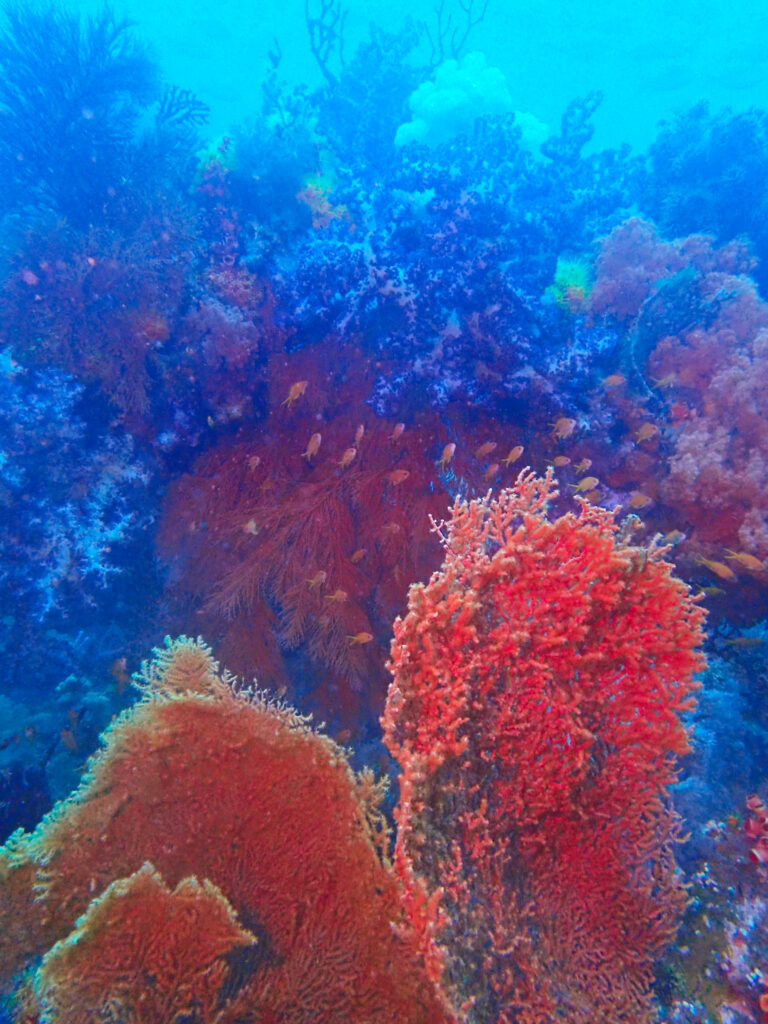 土肥ダイビング　八木沢沖魚礁　