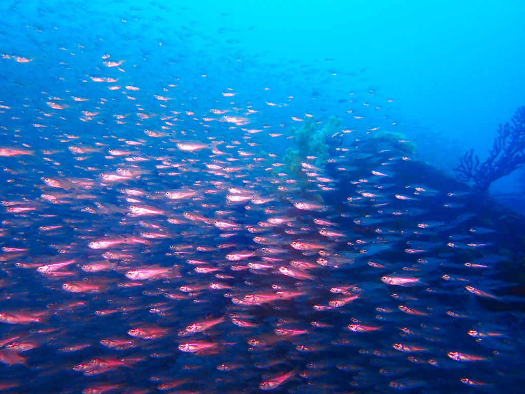 土肥ダイビング　八木沢沖魚礁
