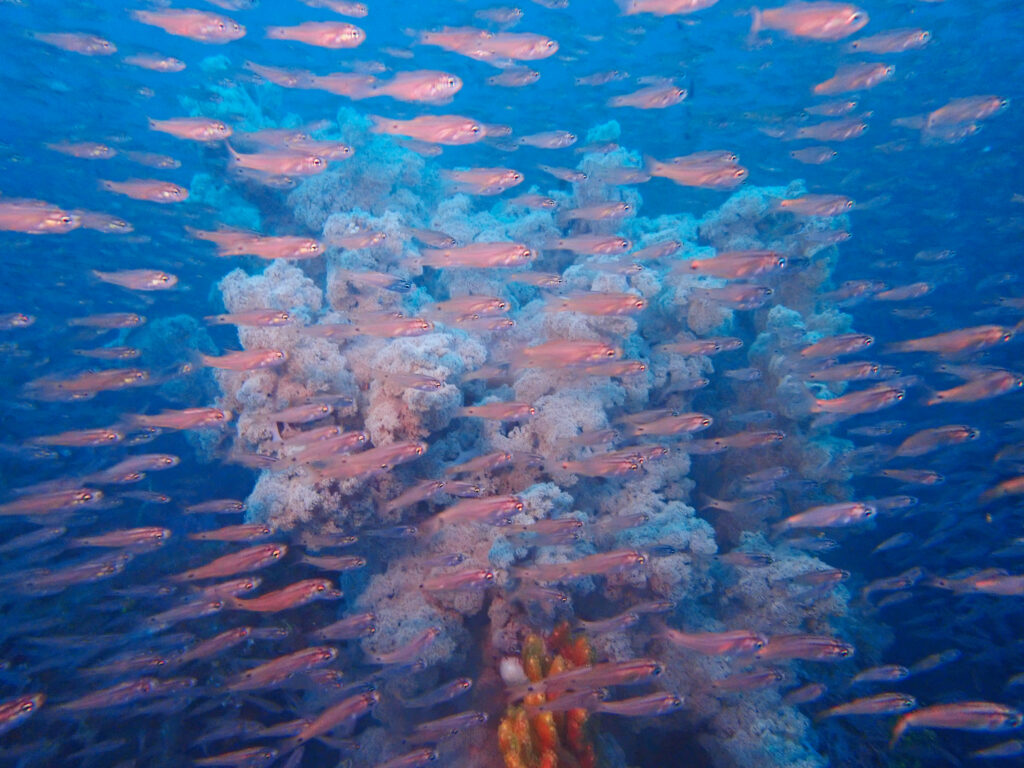 土肥ダイビング　八木沢沖魚礁