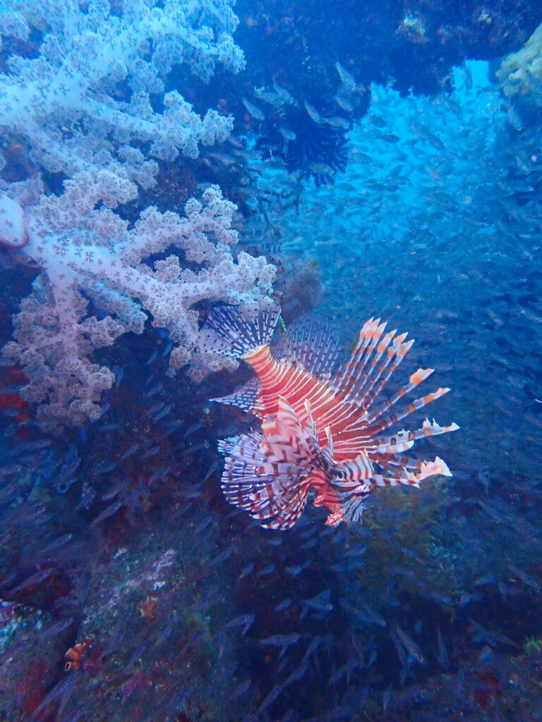 土肥ダイビング　八木沢沖魚礁
