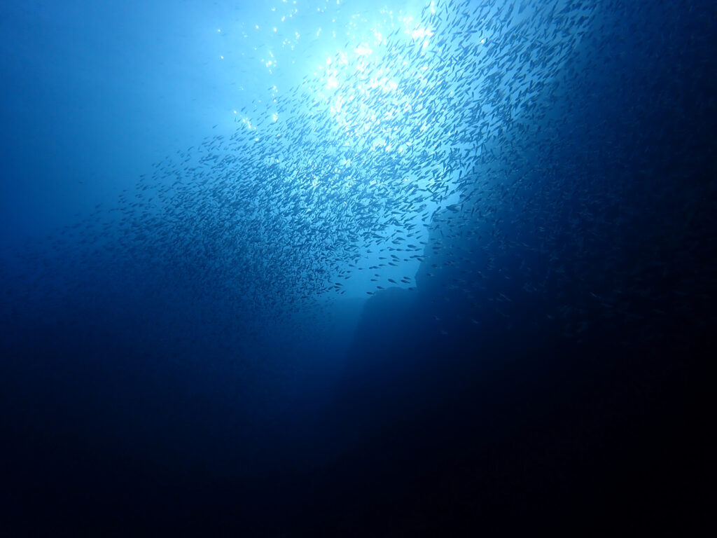 雲見ダイビング　キビナゴの群れ