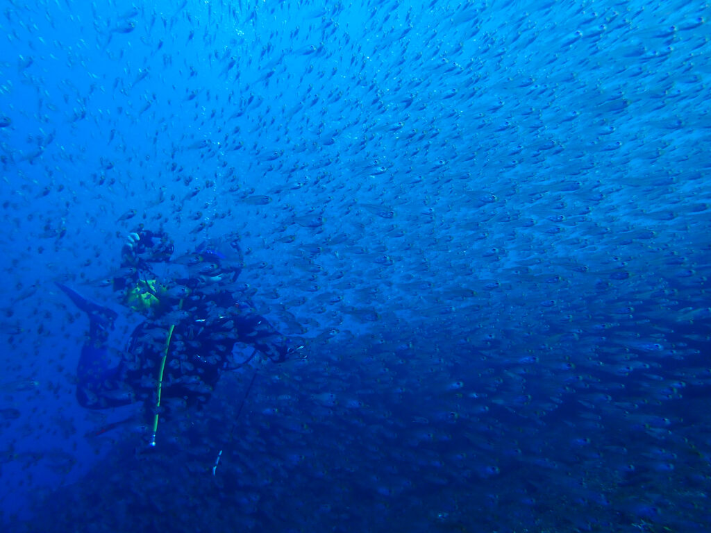 雲見ダイビング　キンメモドキの群れ
