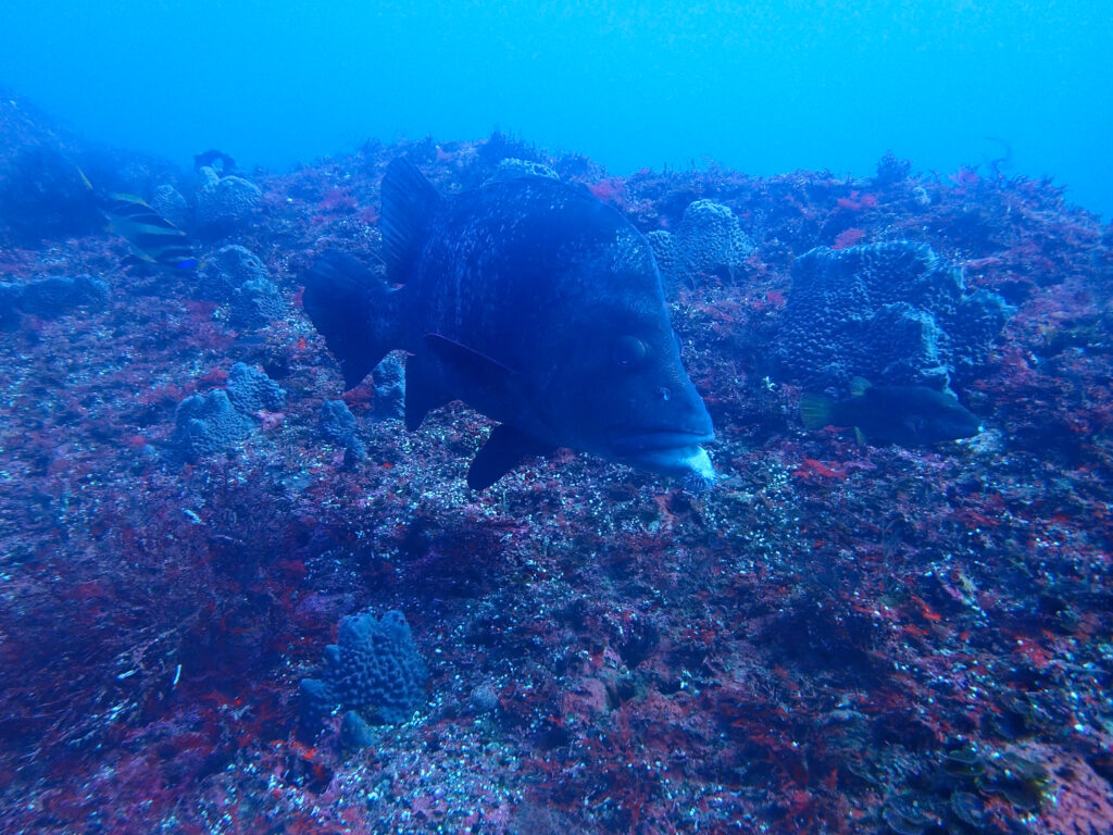 雲見ダイビング　ヒゲダイくん