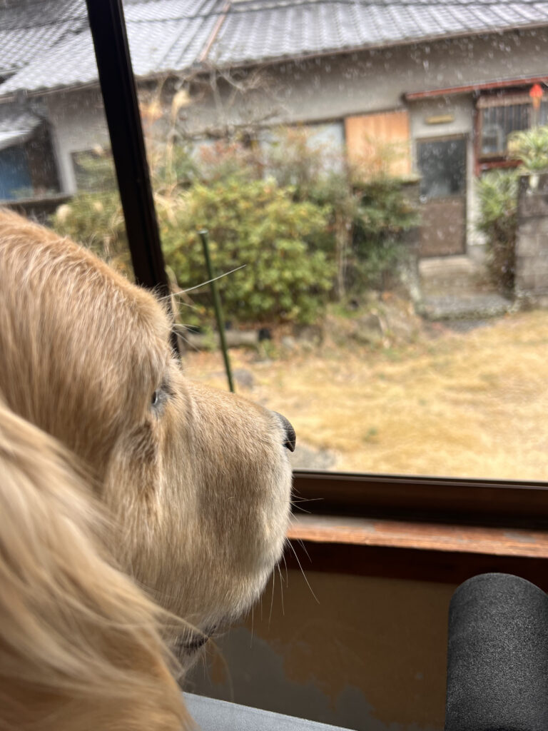 伊豆市八木沢　雪降り　雪が降るのを見る雷