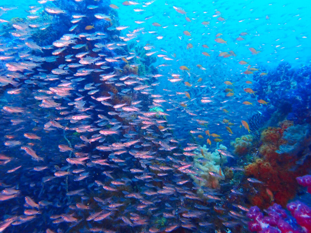土肥ダイビング　八木沢沖魚礁　ネンブツダイ群れ