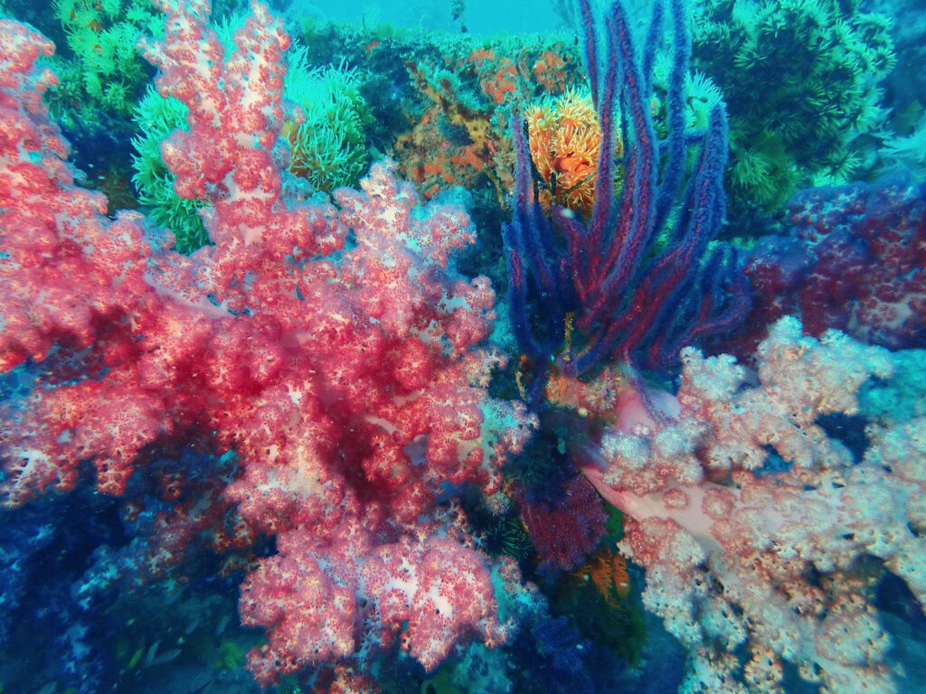 土肥ダイビング　八木沢沖魚礁