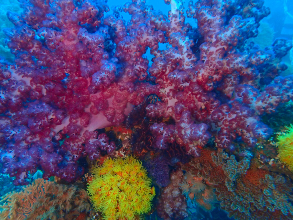 土肥ダイビング　八木沢沖魚礁