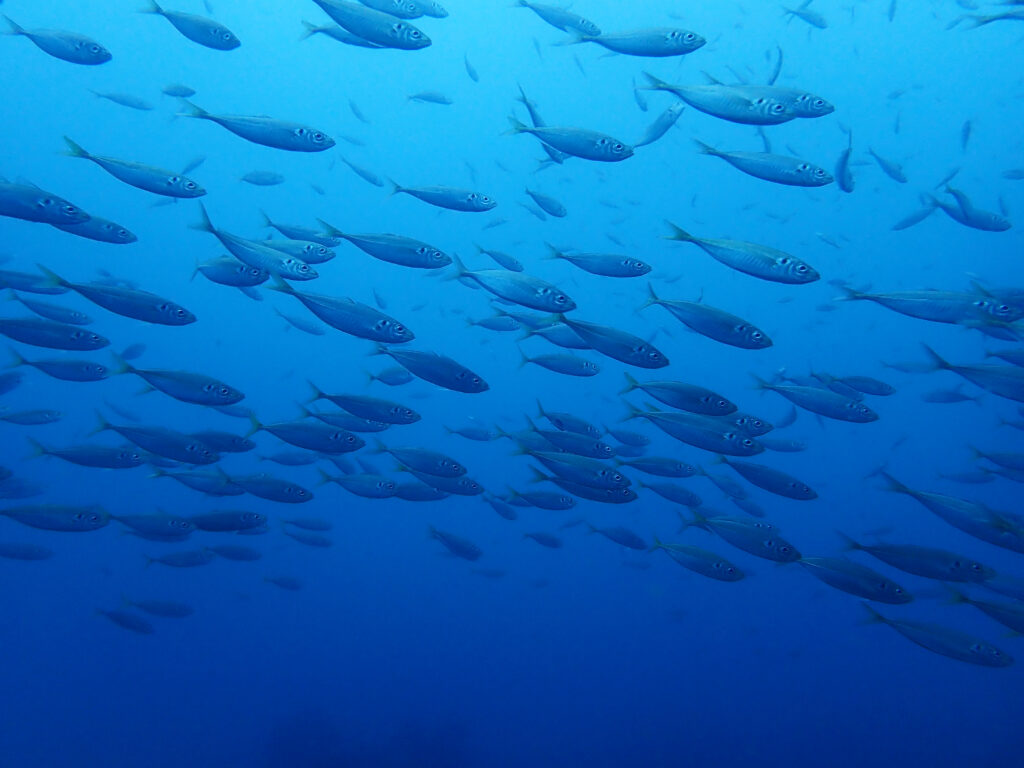 土肥ダイビング　八木沢沖魚礁　マアジ群れ