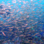 土肥ダイビング　八木沢沖魚礁　キンメモドキ群れ