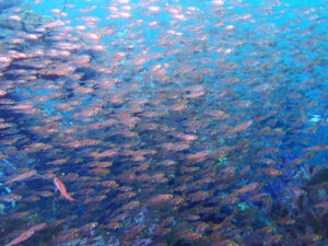 土肥ダイビング　八木沢沖魚礁　キンメモドキ群れ