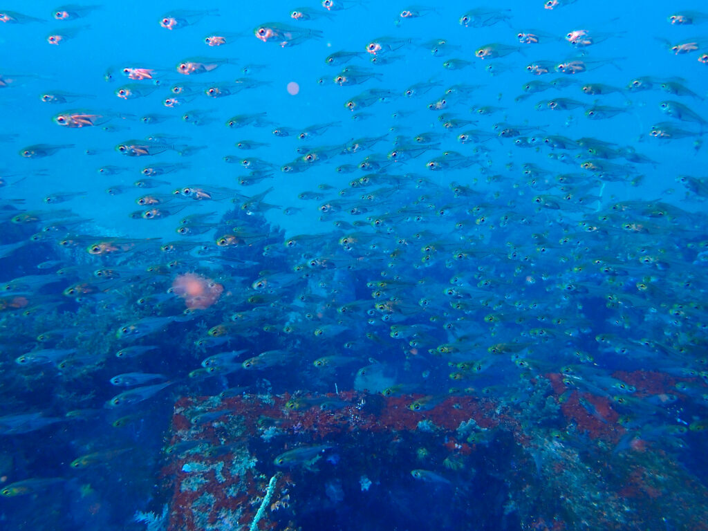 土肥ダイビング　八木沢沖魚礁　キンメモドキ群れ