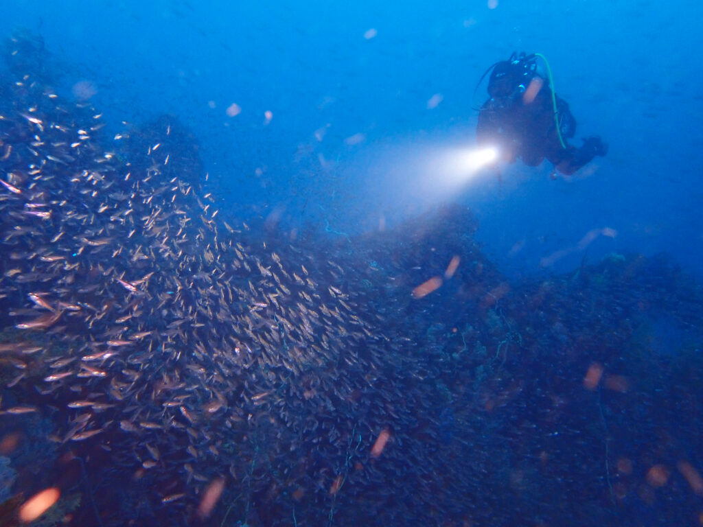 土肥ダイビング　八木沢沖魚礁