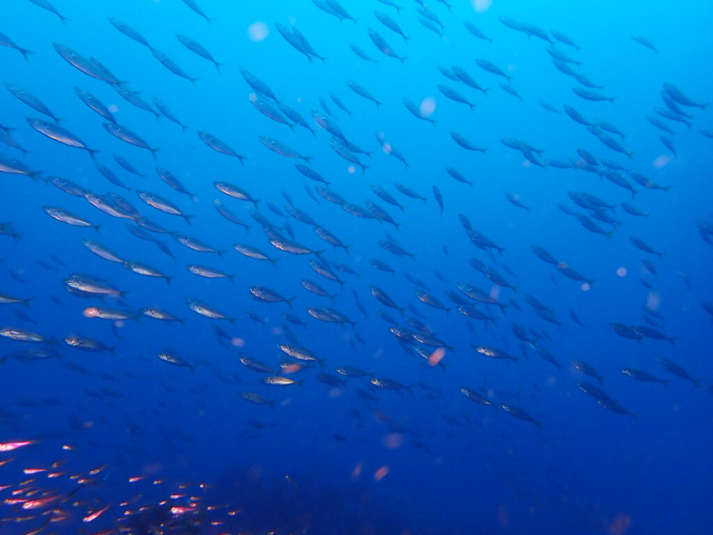 土肥ダイビング　八木沢沖魚礁