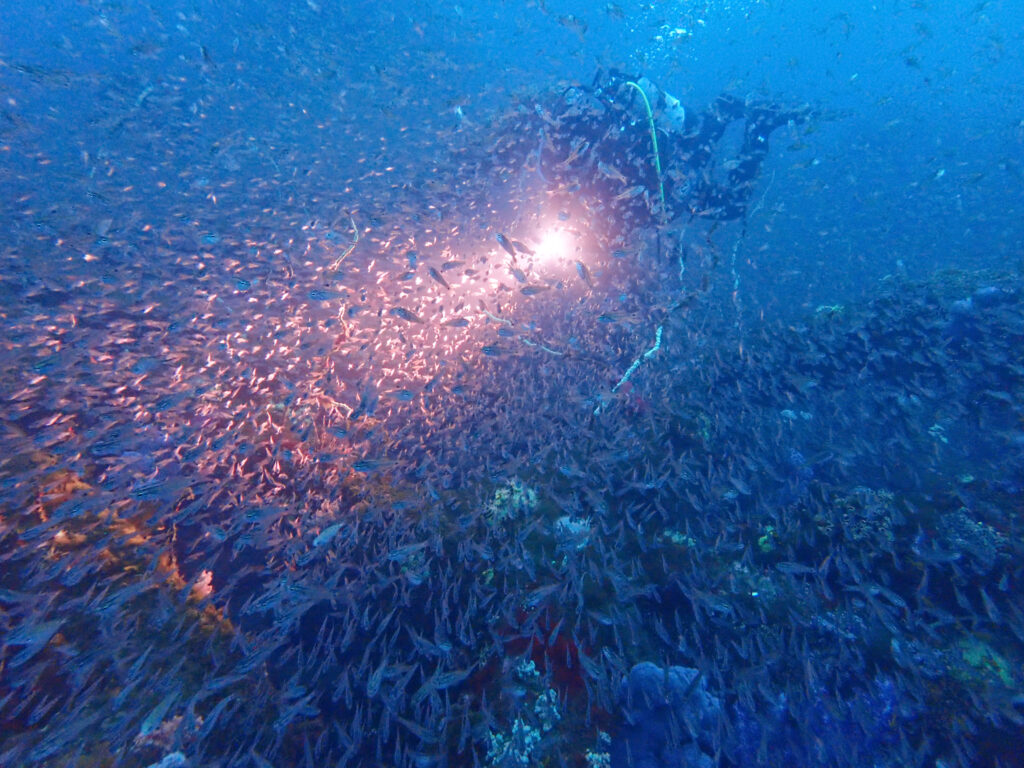 土肥ダイビング　八木沢沖魚礁