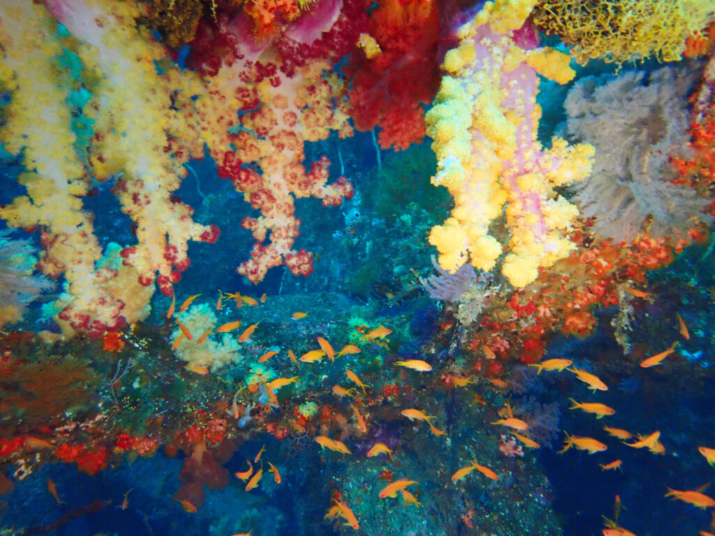 土肥ダイビング　八木沢沖魚礁