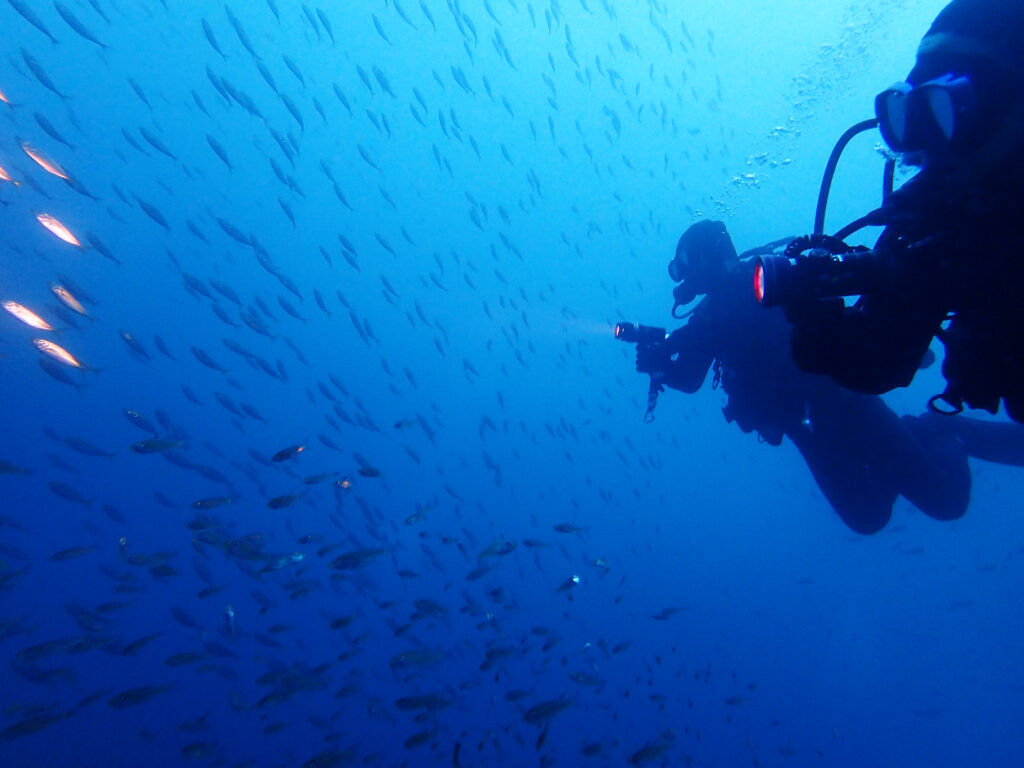土肥ダイビング　八木沢沖魚礁　マアジ群れ