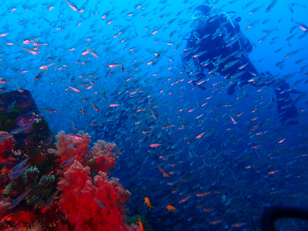 土肥ダイビング　沖魚礁　ネンブツダイ