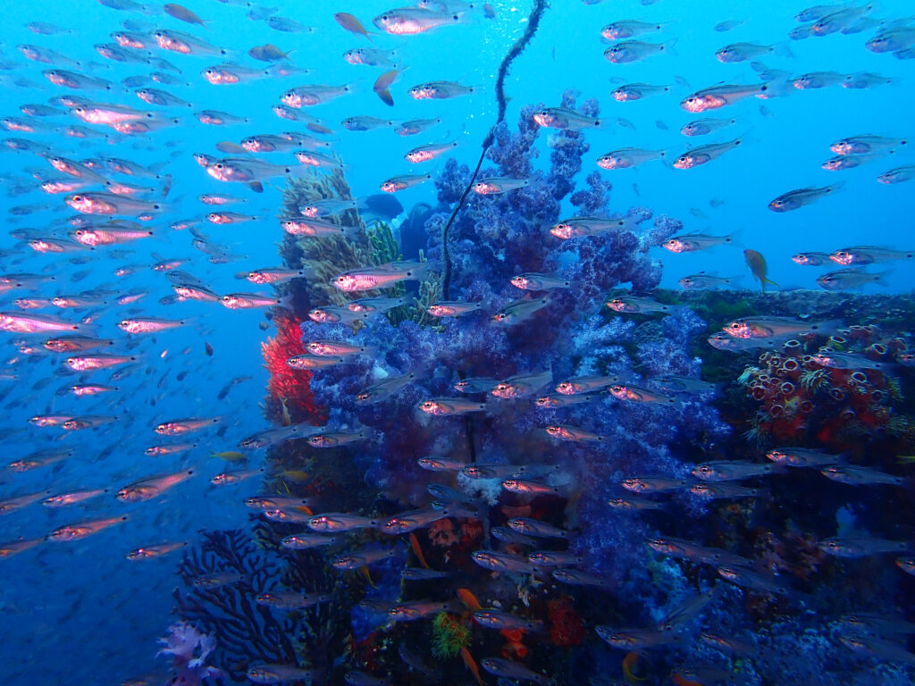 土肥ダイビング　沖魚礁　ネンブツダイ